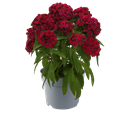 Bild von Ej Dianthus P19 Raspberry
